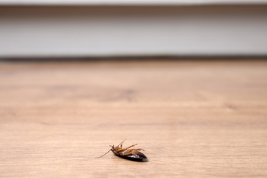 Photo of Dead cockroach on wooden floor indoors, space for text. Pest control