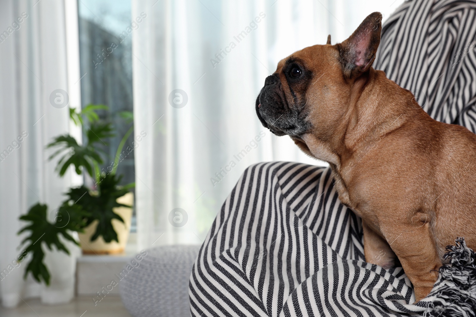 Photo of Funny French bulldog in armchair at home. Space for text