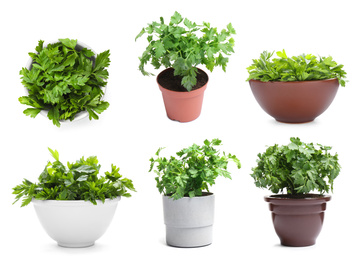 Set with potted parsley plants on white background