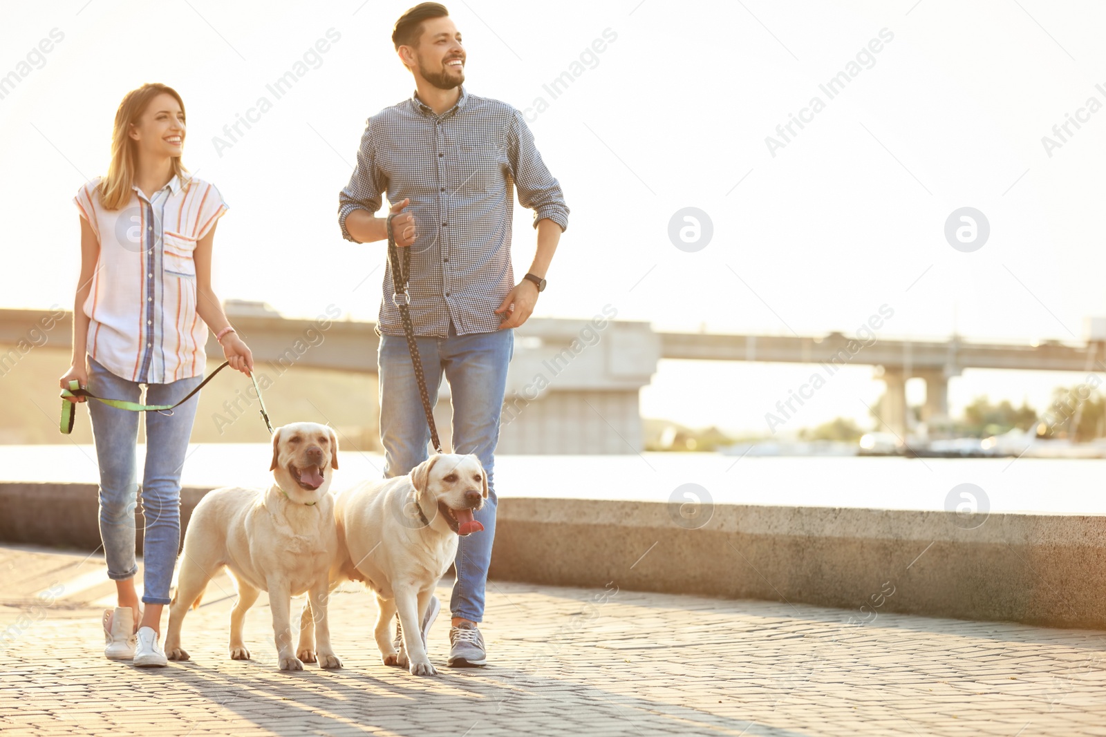 Photo of Owners walking their yellow labrador retrievers outdoors