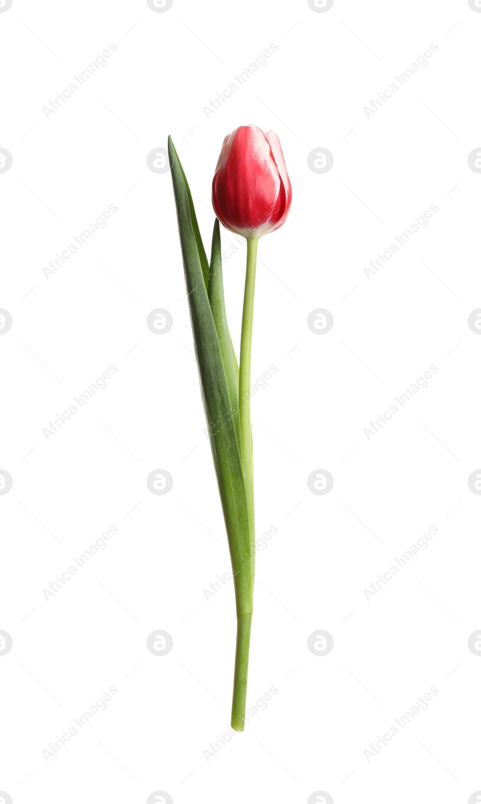 Photo of Beautiful tender spring tulip isolated on white