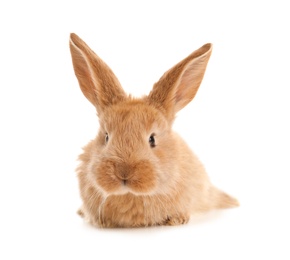 Photo of Adorable furry Easter bunny on white background