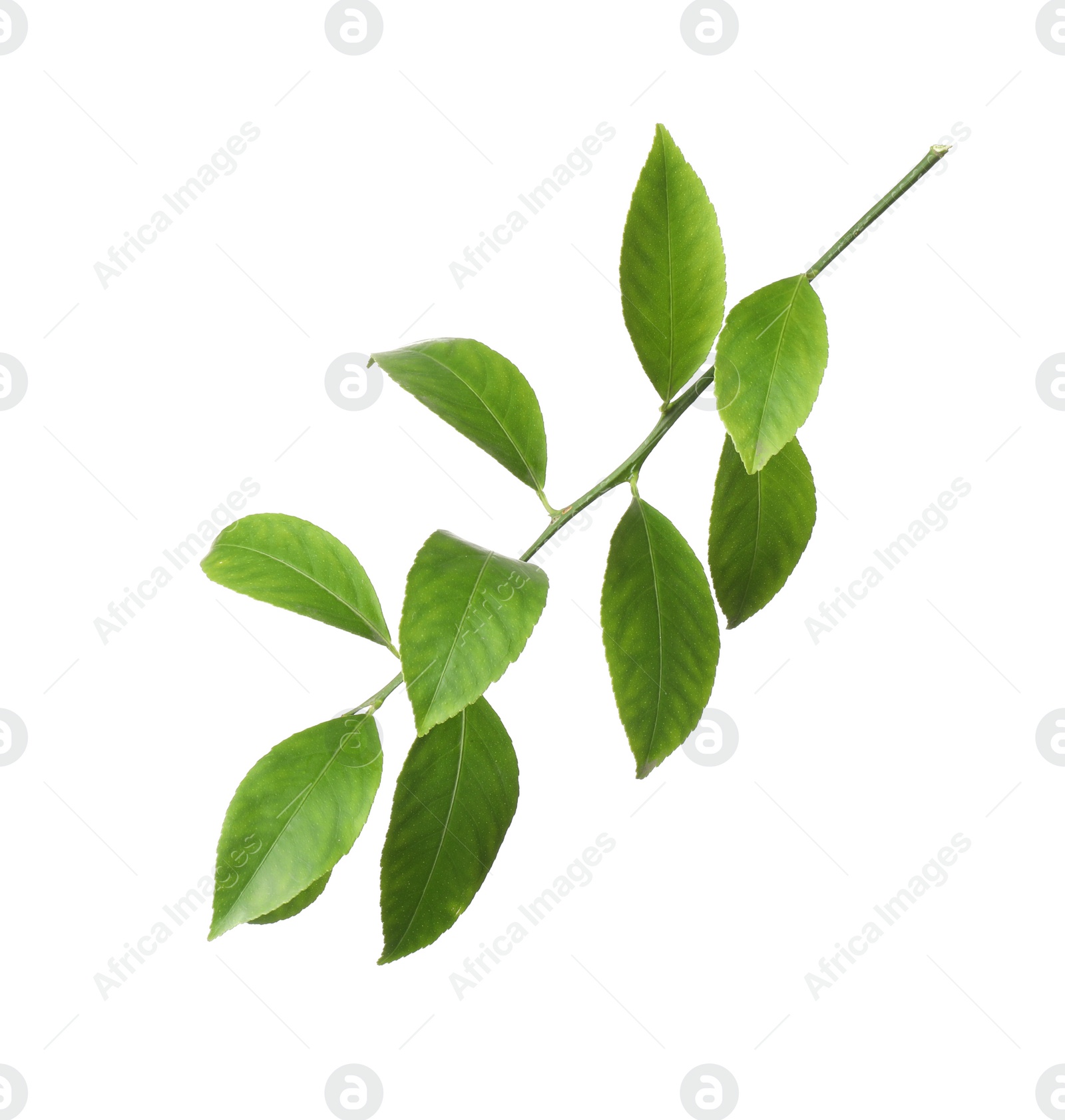 Photo of Branch of tropical citrus plant with leaves isolated on white