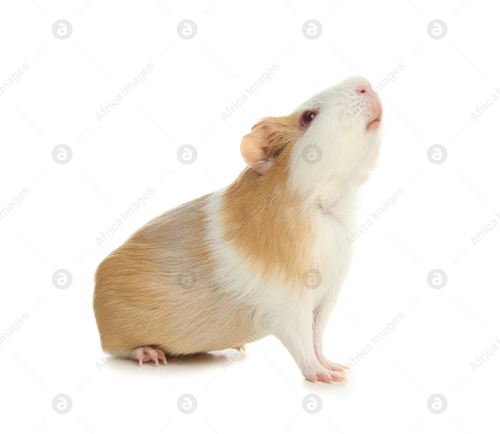 Photo of Cute funny guinea pig on white background