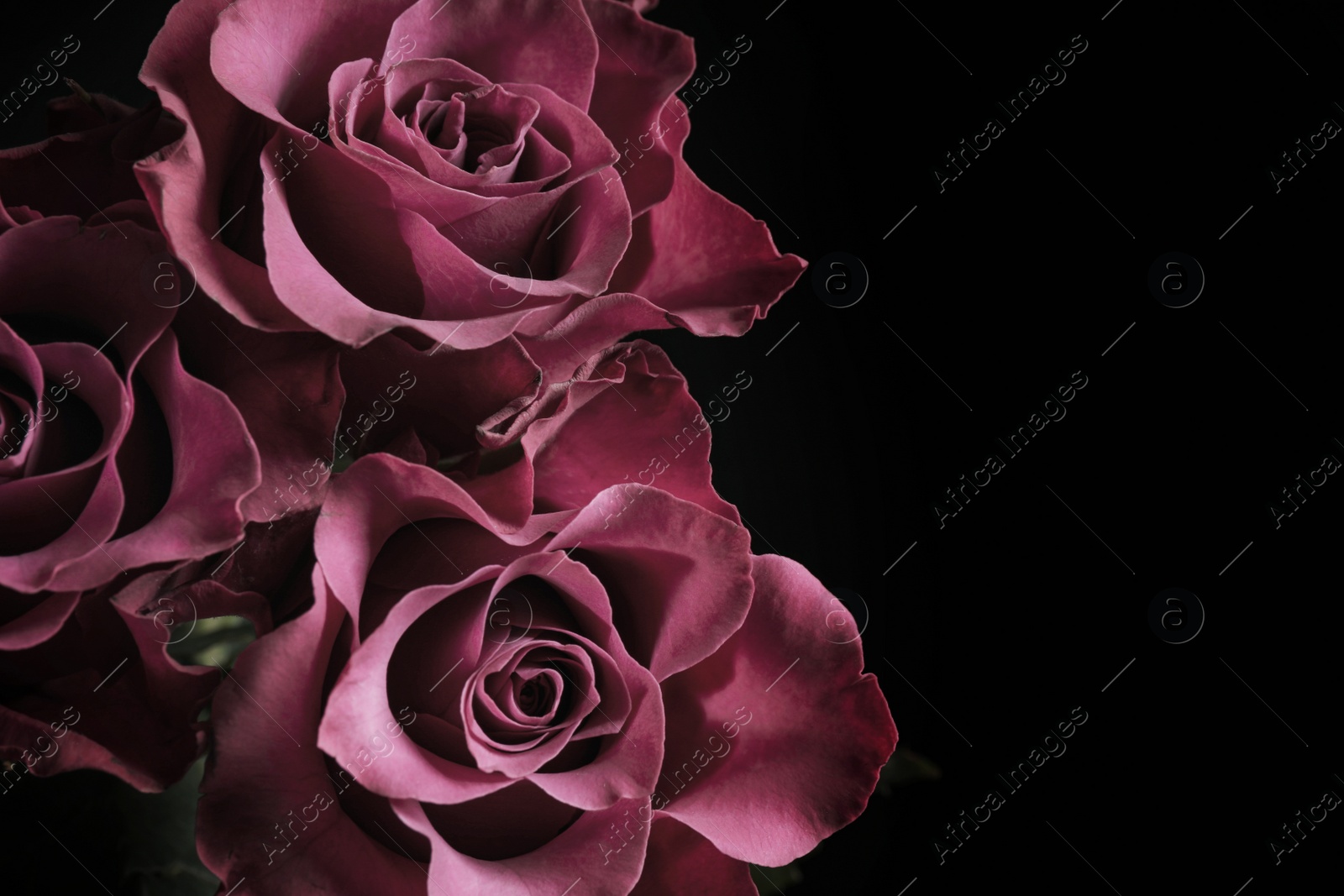 Photo of Beautiful roses on black background, space for text. Floral card design with dark vintage effect