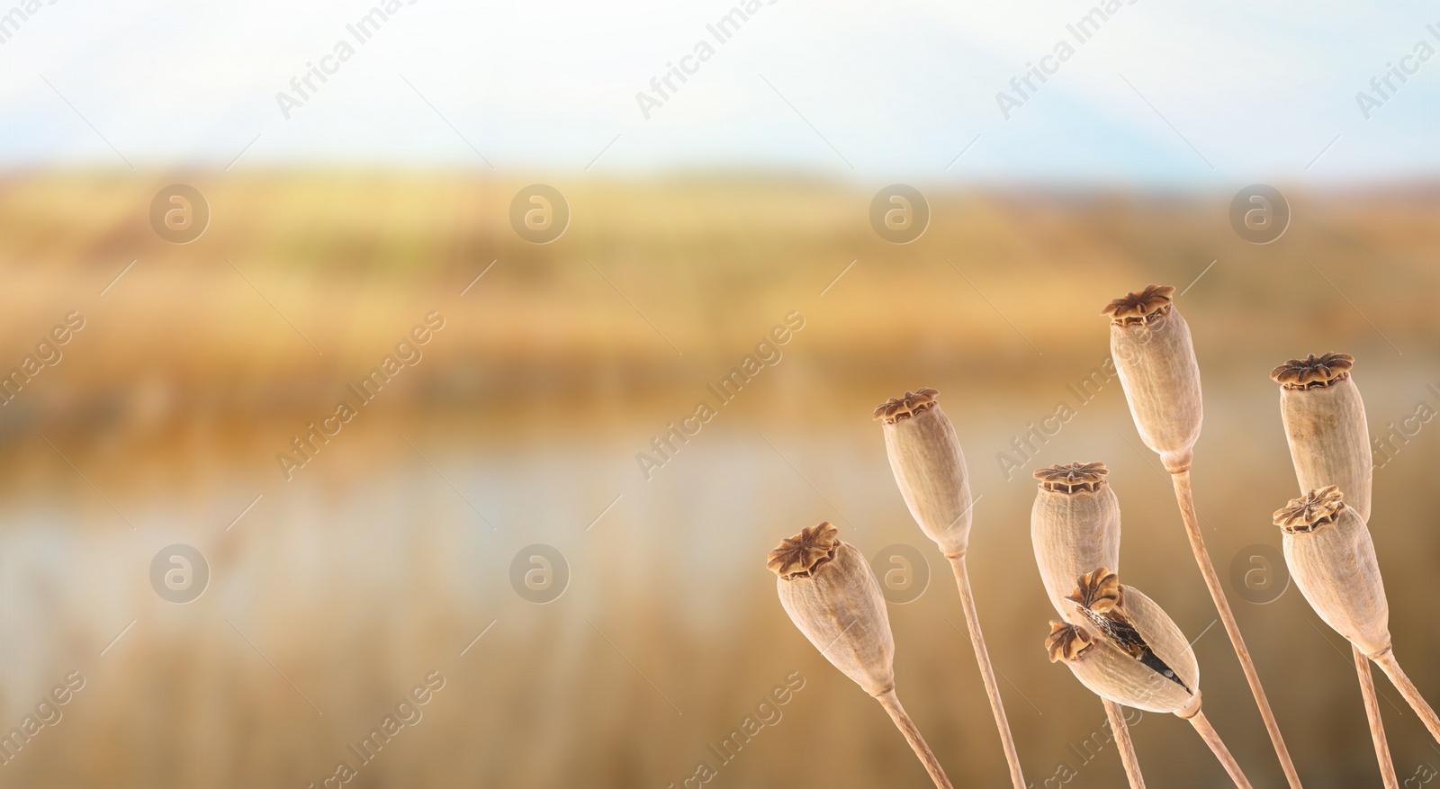 Image of Dry poppy heads with seeds in field, space for text. Banner design 