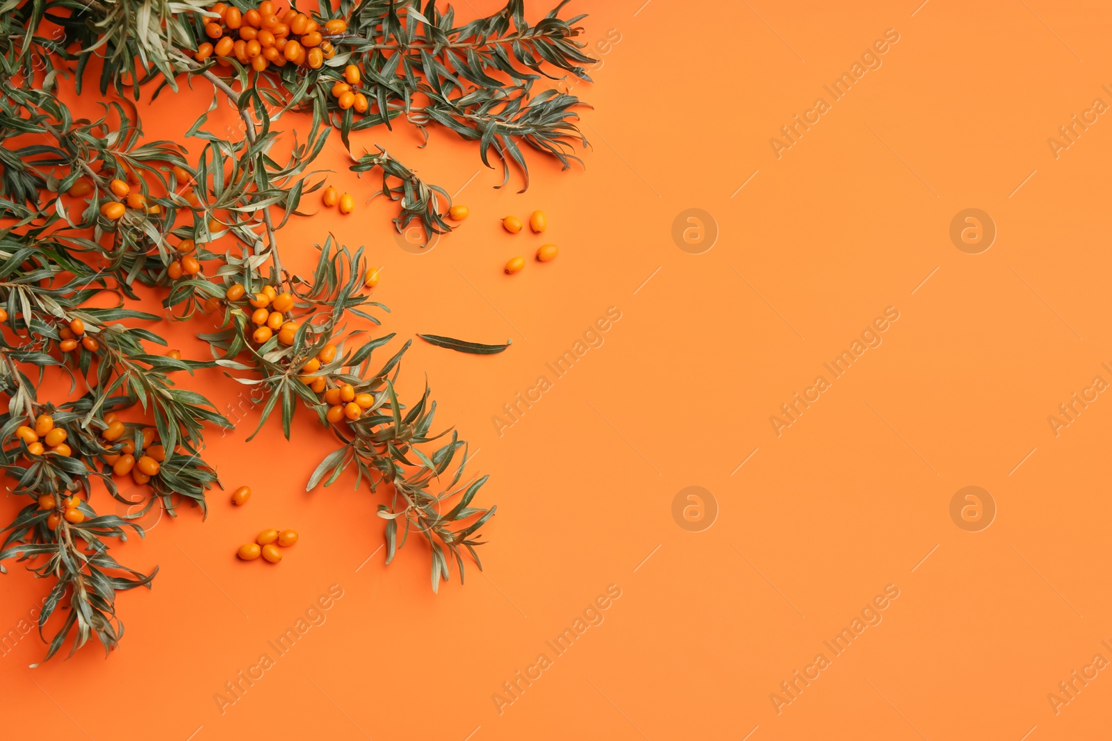 Photo of Branches of sea buckthorn on orange background, flat lay. Space for text