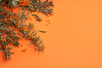 Photo of Branches of sea buckthorn on orange background, flat lay. Space for text