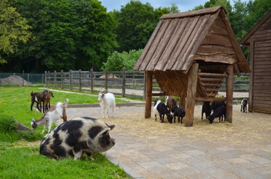 Goats and pig on green lawn at farm