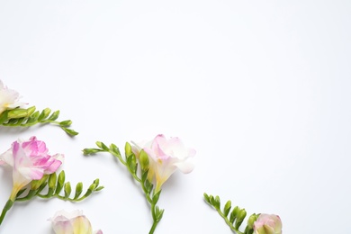 Photo of Beautiful blooming pink freesias on white background, flat lay. Space for text