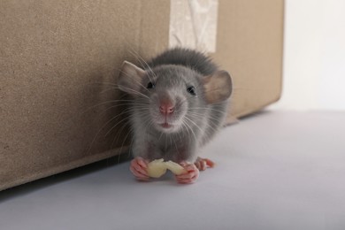 Photo of Small grey rat with piece of cheese near cardboard box on white background