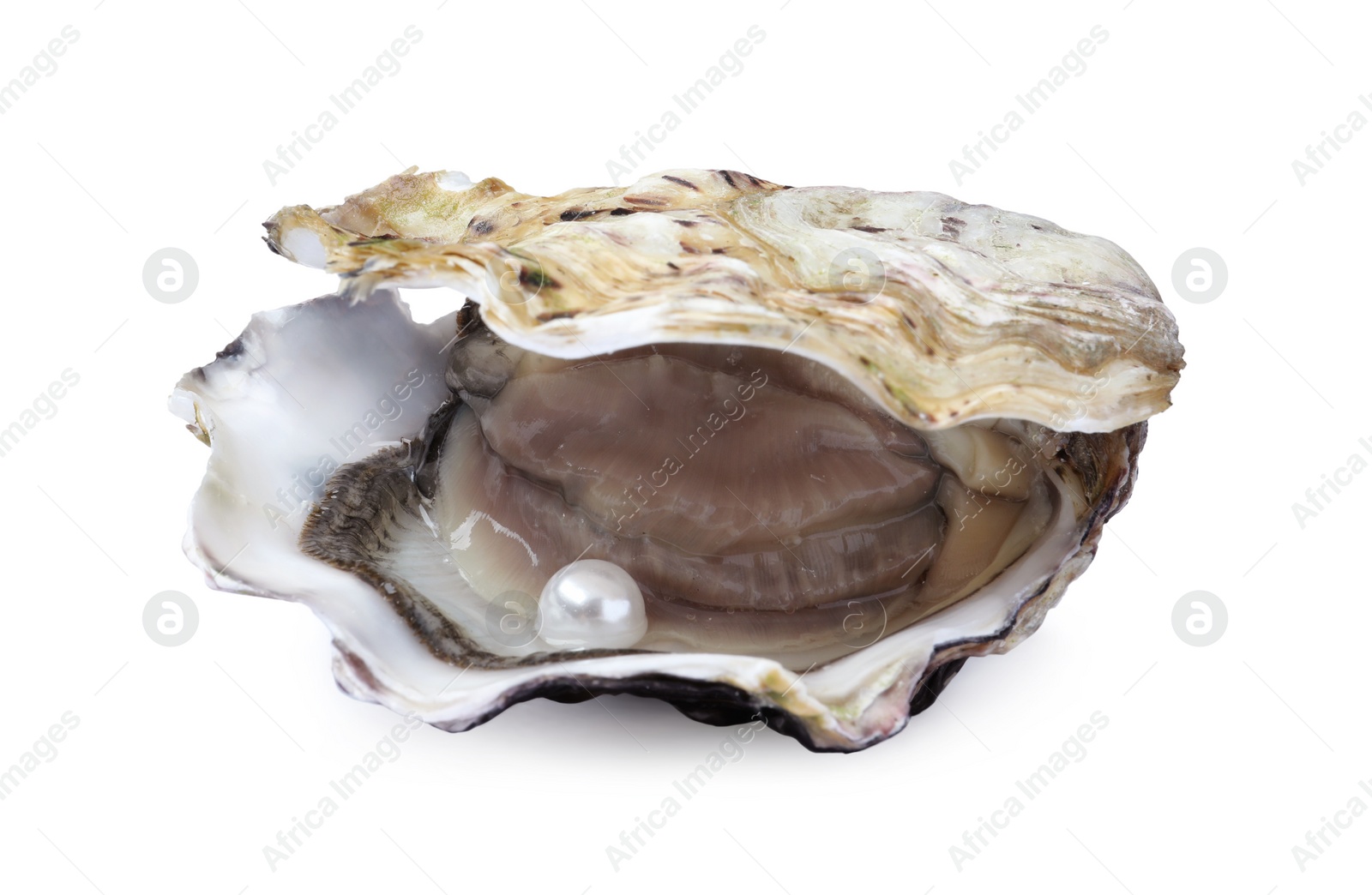 Photo of Open oyster with pearl isolated on white