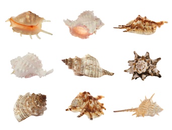 Image of Set of different beautiful sea shells on white background