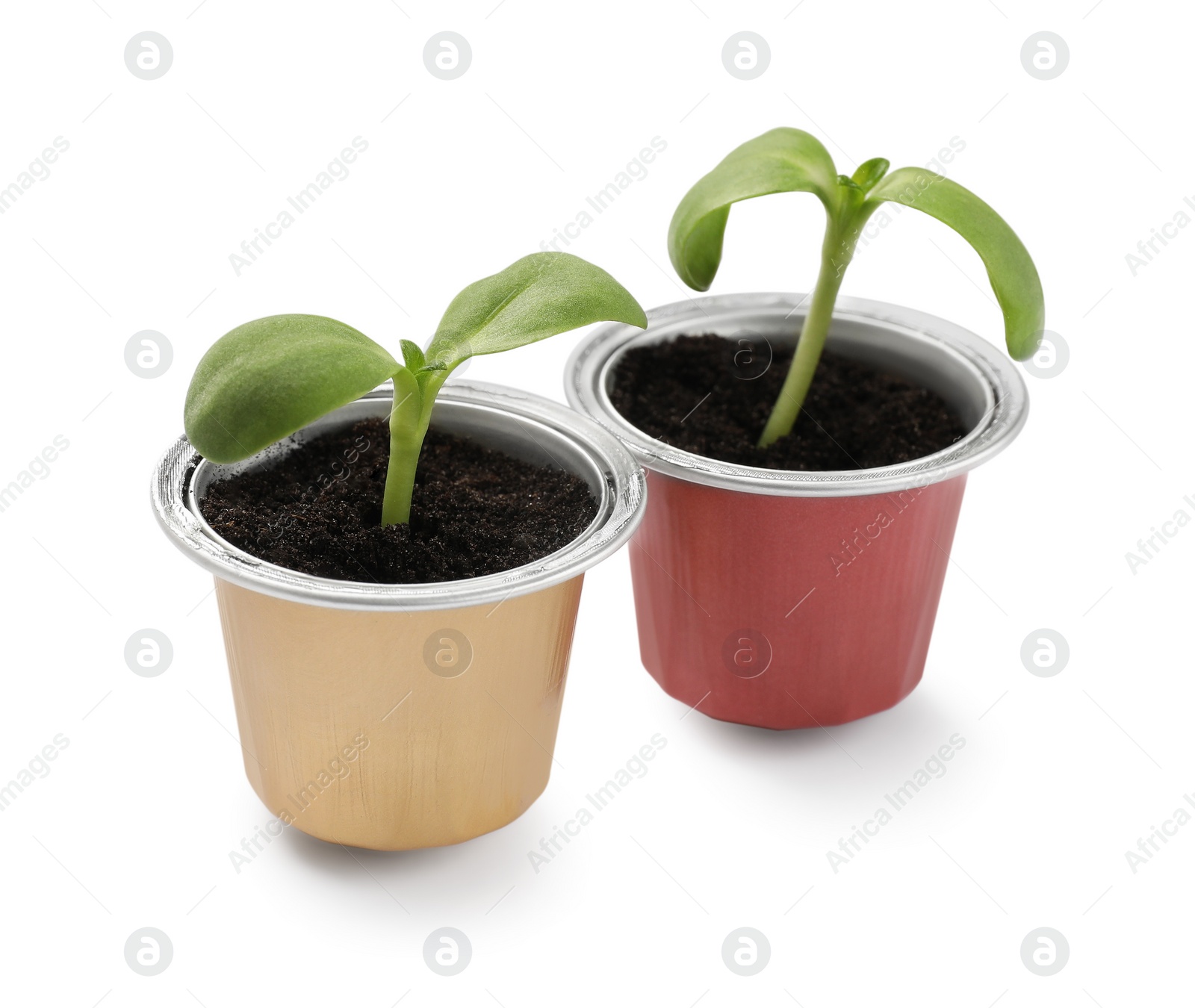 Photo of Green seedlings growing in coffee capsules isolated on white