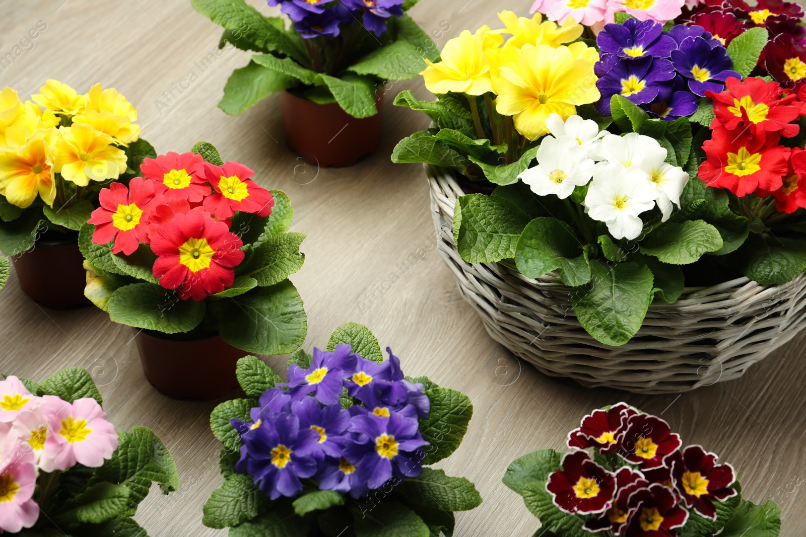 Photo of Primrose Primula Vulgaris flowers on floor. Spring season