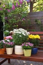 Many different beautiful blooming plants in flowerpots on wooden bench outdoors