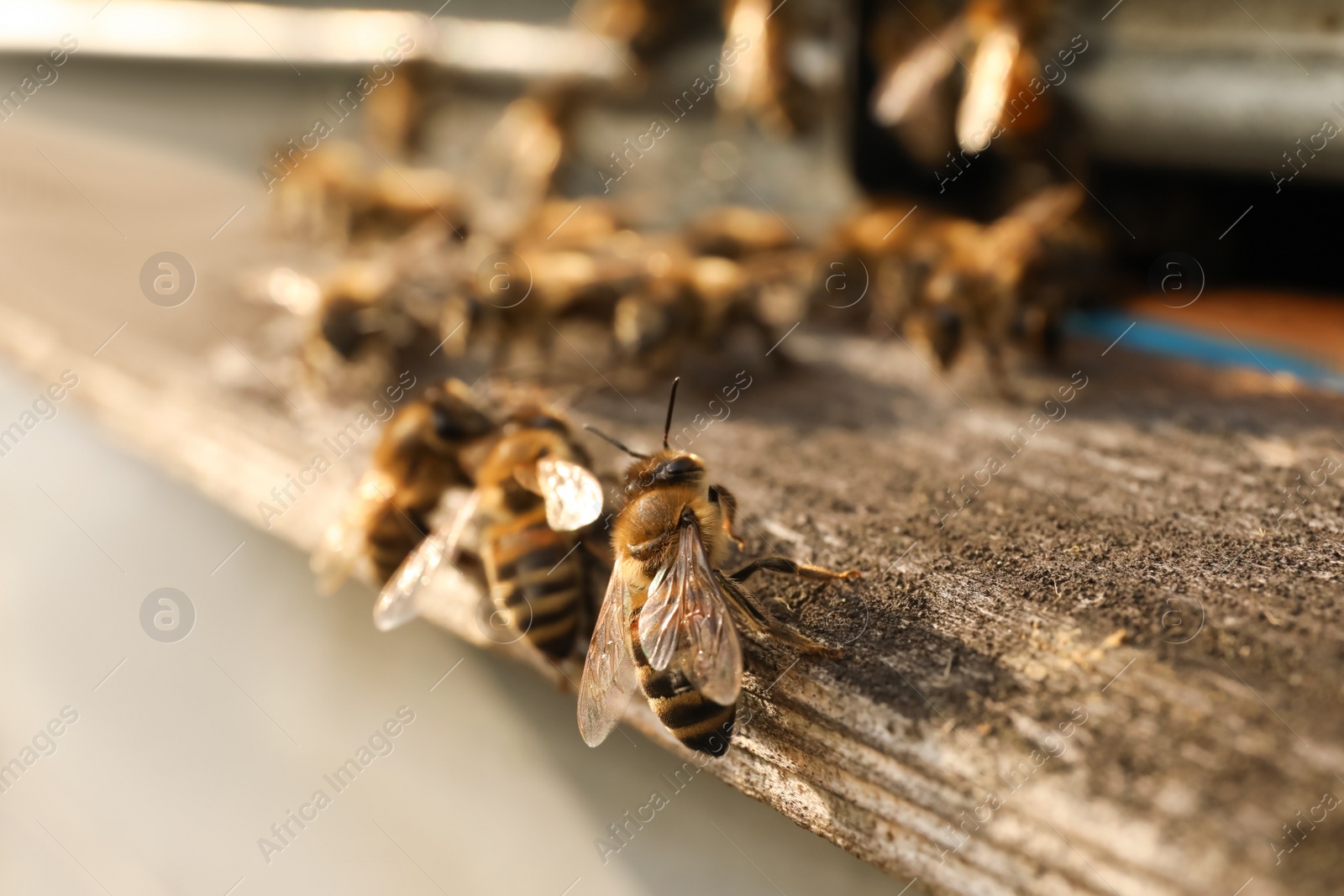 Photo of Closeup view of wooden hive with honey bees on sunny day