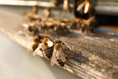 Closeup view of wooden hive with honey bees on sunny day