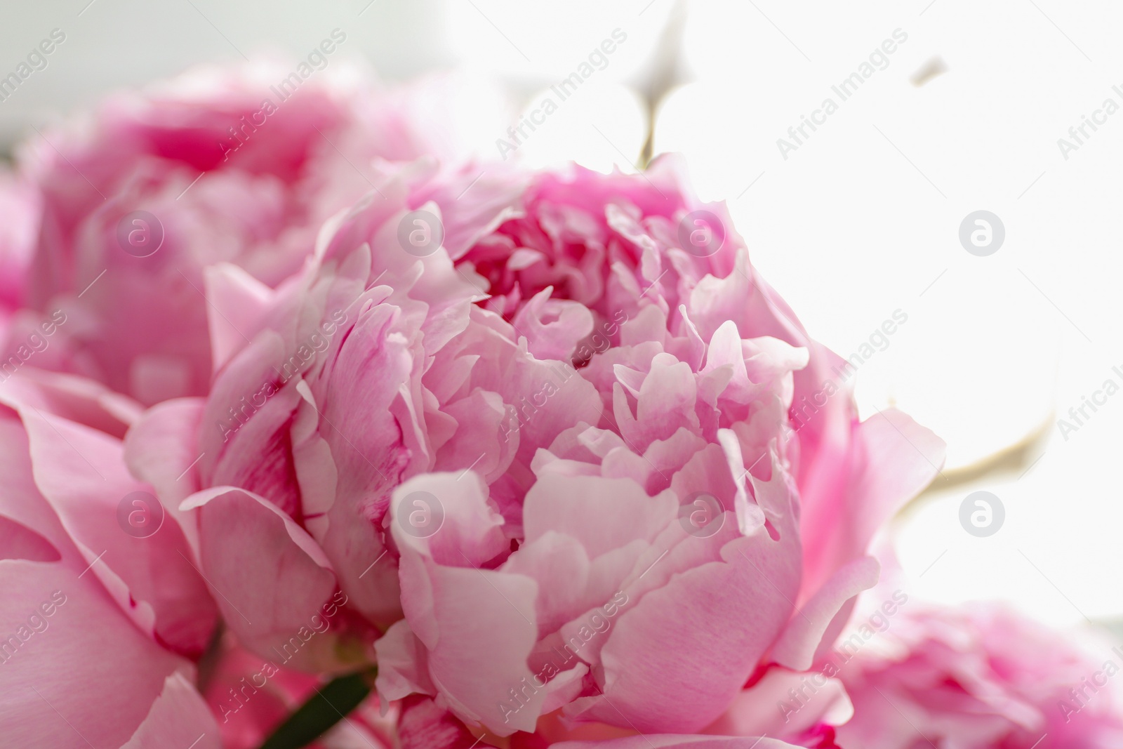 Photo of Closeup view of beautiful fresh pink peonies