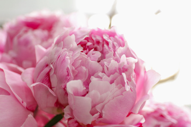 Photo of Closeup view of beautiful fresh pink peonies