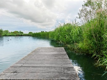 Picturesque view of river reeds and cloudy sky