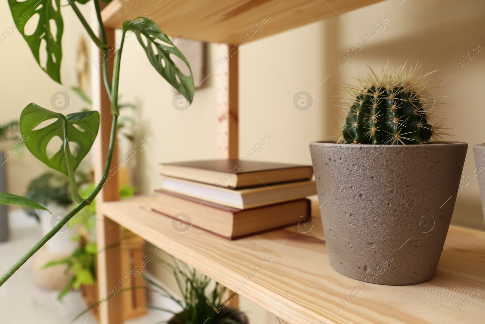 Photo of Beautiful houseplants and books on shelving unit near beige wall, closeup