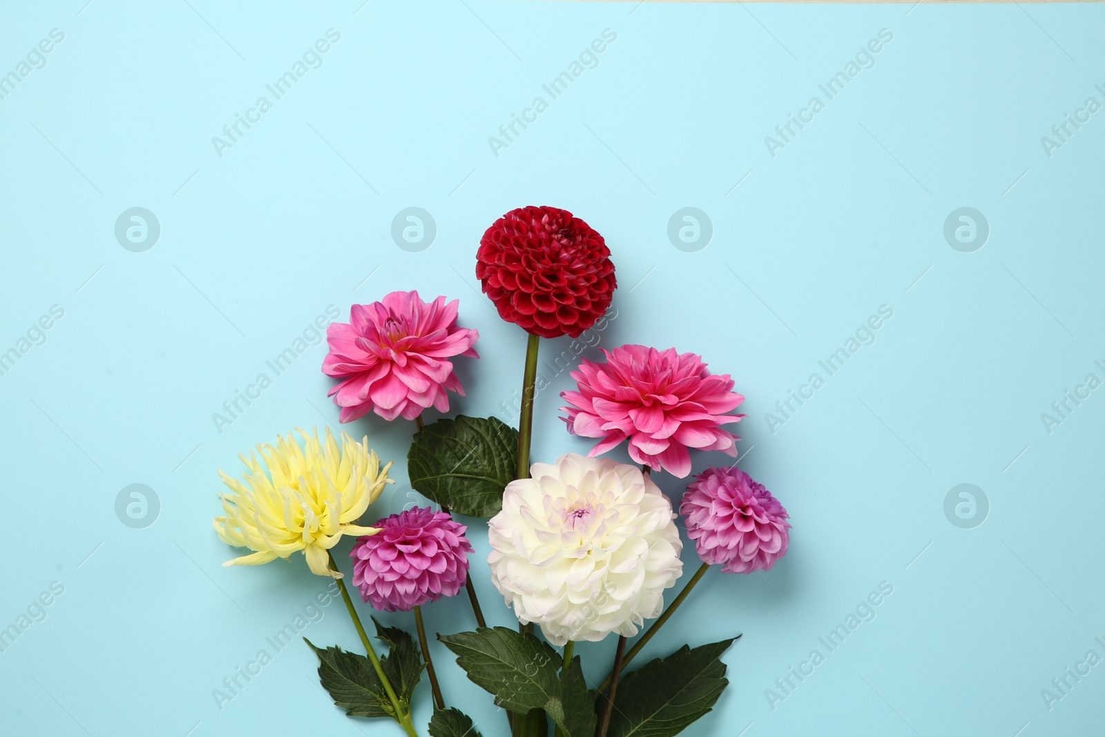 Beautiful dahlia flowers on light blue background, flat lay Photo of Beautiful dahlia flowers on light blue background, flat lay