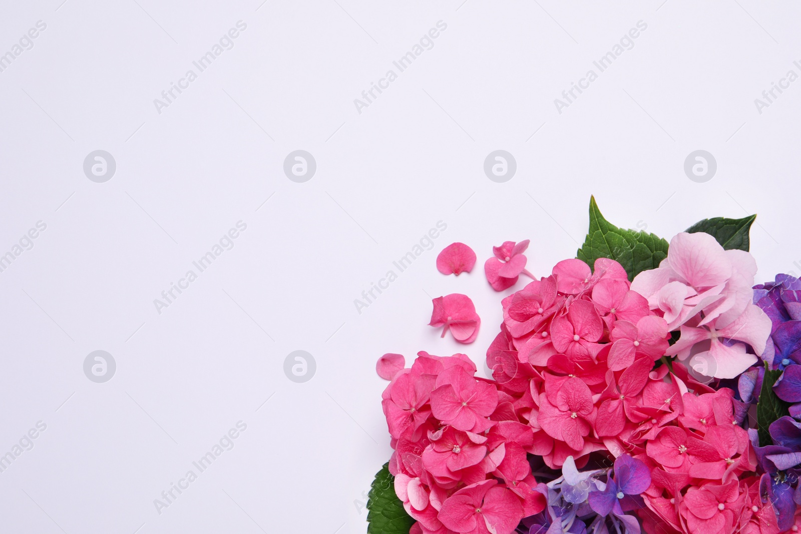 Photo of Beautiful hortensia flowers on white background, flat lay. Space for text