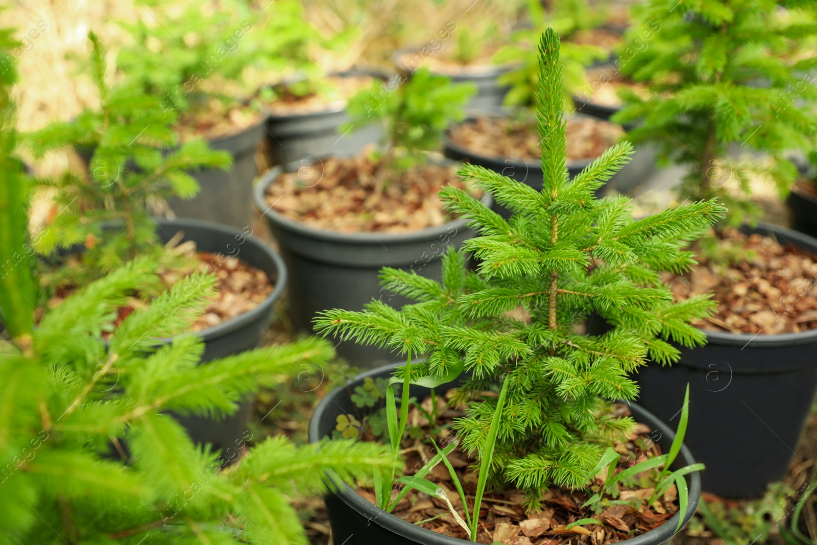 Photo of Fir trees in pots, closeup. Gardening and planting