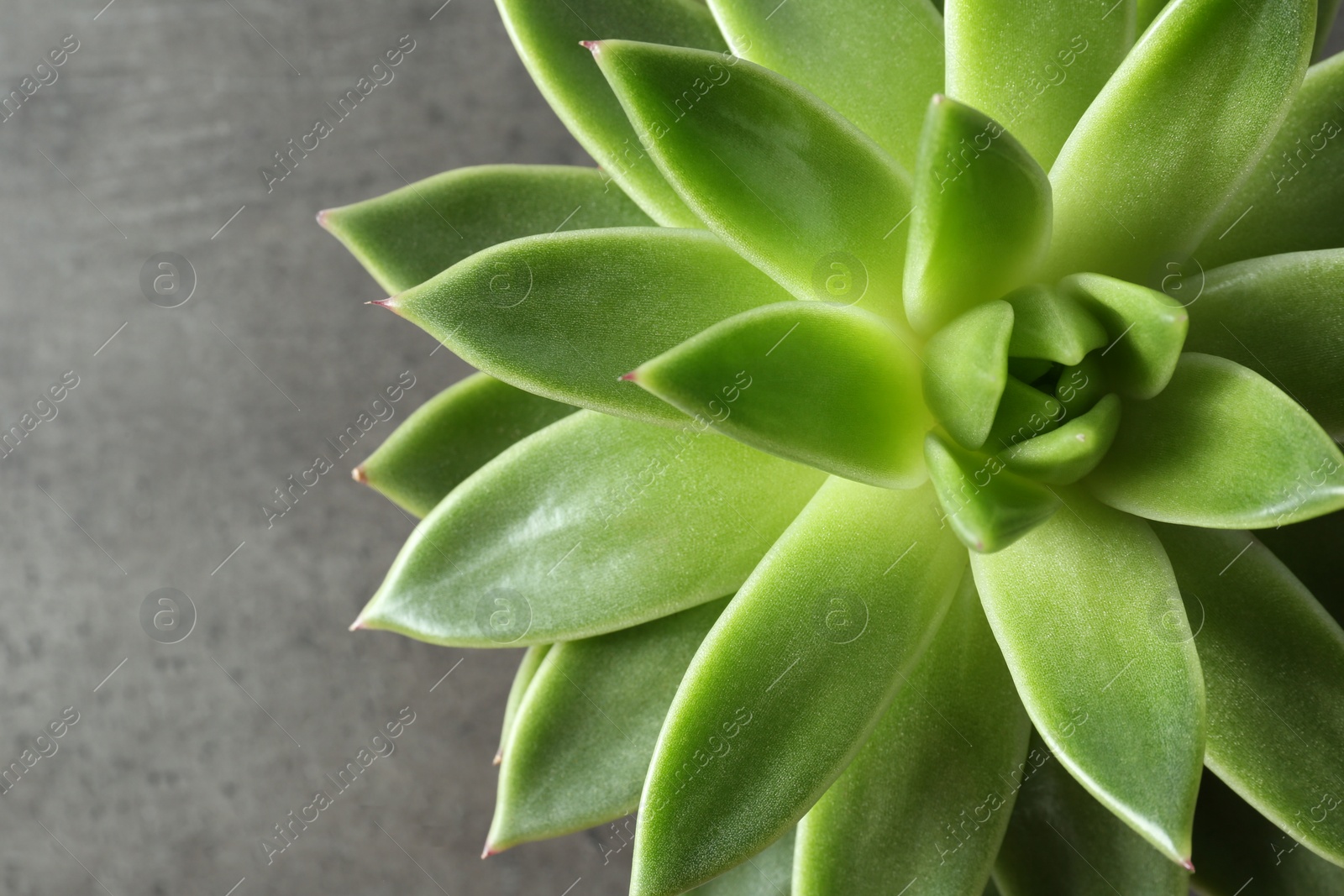 Photo of Beautiful echeveria on grey background, top view. Succulent plant