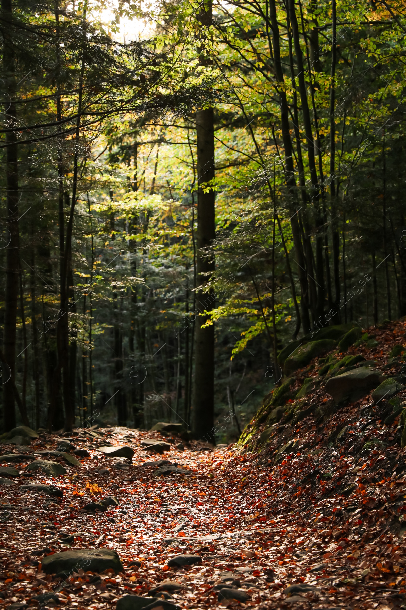 Photo of Picturesque view of pathway among trees in beautiful forest on autumn day