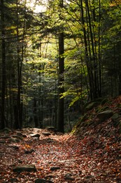 Picturesque view of pathway among trees in beautiful forest on autumn day