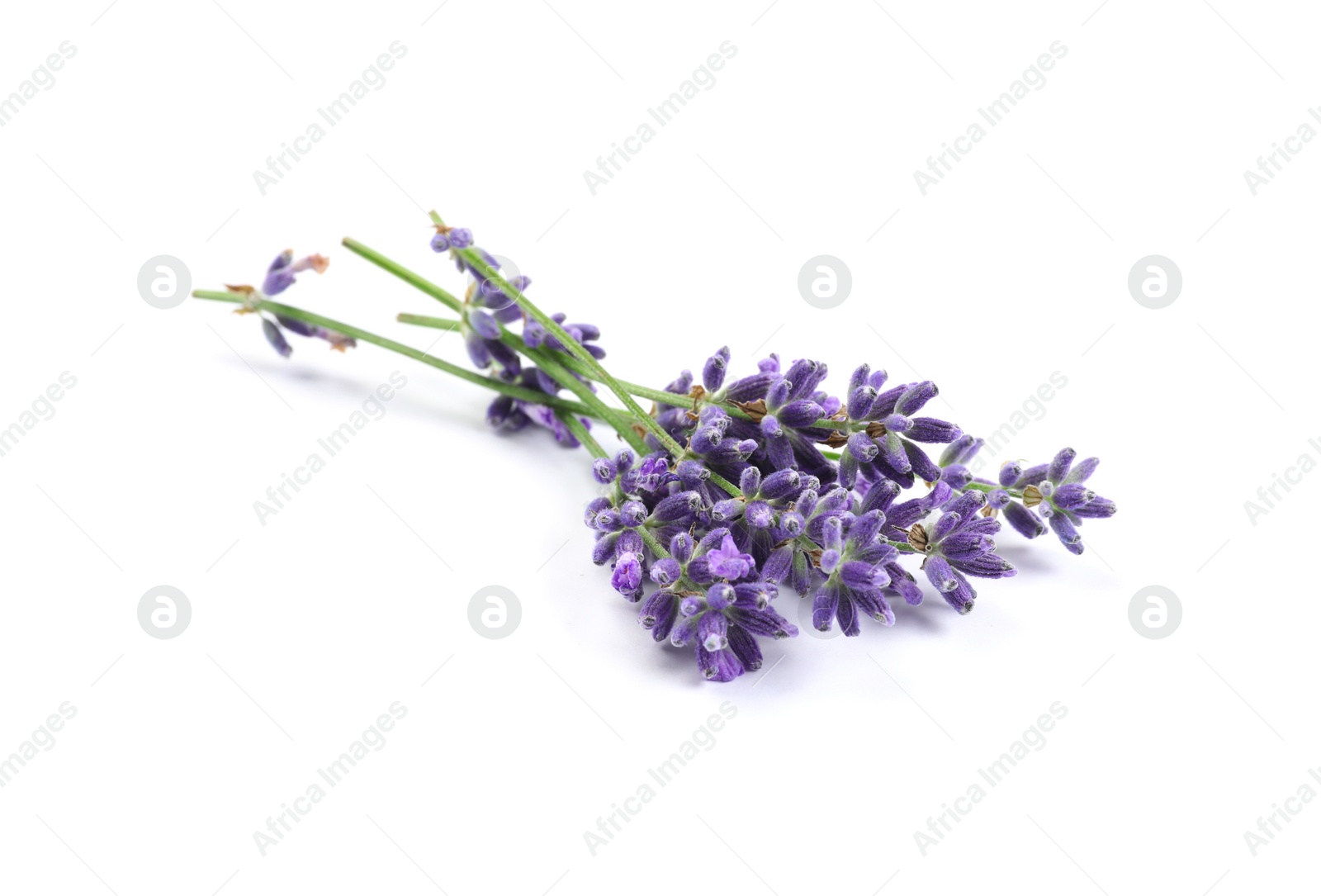 Photo of Beautiful blooming lavender flowers on white background