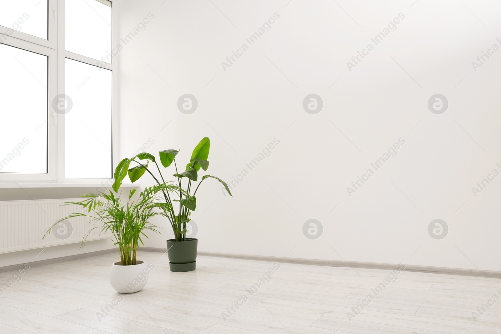 Photo of Empty renovated room with potted houseplants and windows. Space for text
