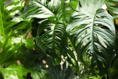 Photo of Monstera with lush leaves, closeup. Tropical plant