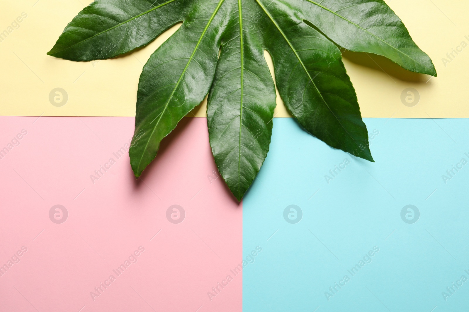 Photo of Tropical Aralia leaf on color background, top view