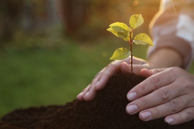 Photo of Woman planting young tree in garden, closeup. Space for text