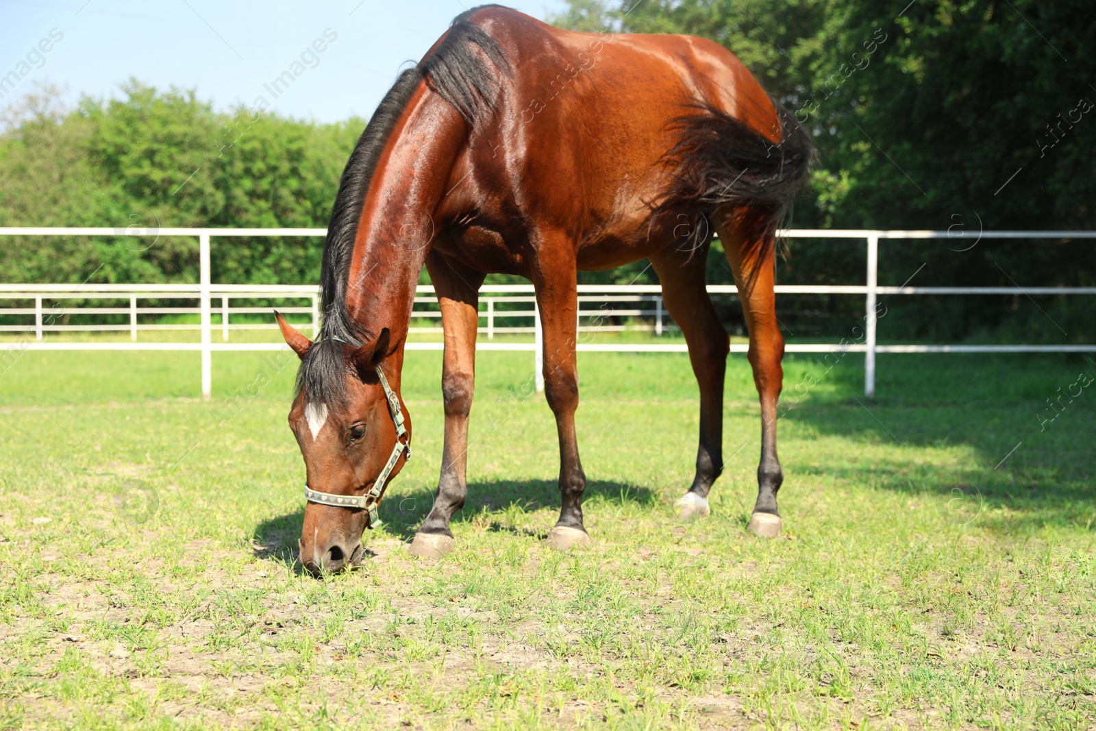 Photo of Bay horse in paddock on sunny day. Beautiful pet