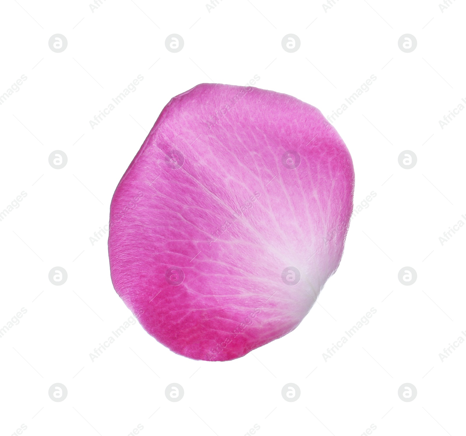 Photo of Pink rose flower petal on white background