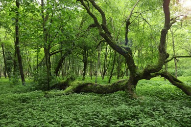 Photo of Picturesque view of tranquil park with green plants and fallen tree