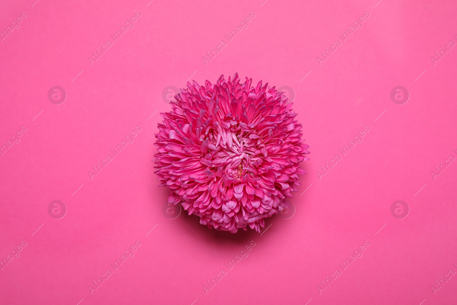 Photo of Beautiful flower on pink background, top view