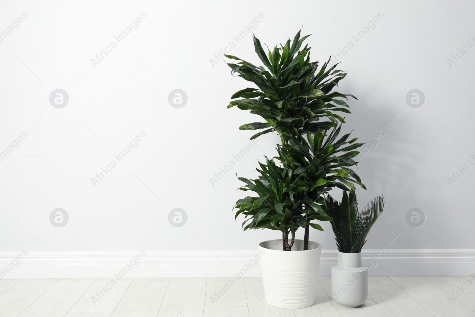 Photo of Tropical plants with lush leaves on floor near white wall. Space for text