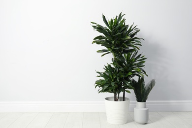 Tropical plants with lush leaves on floor near white wall. Space for text