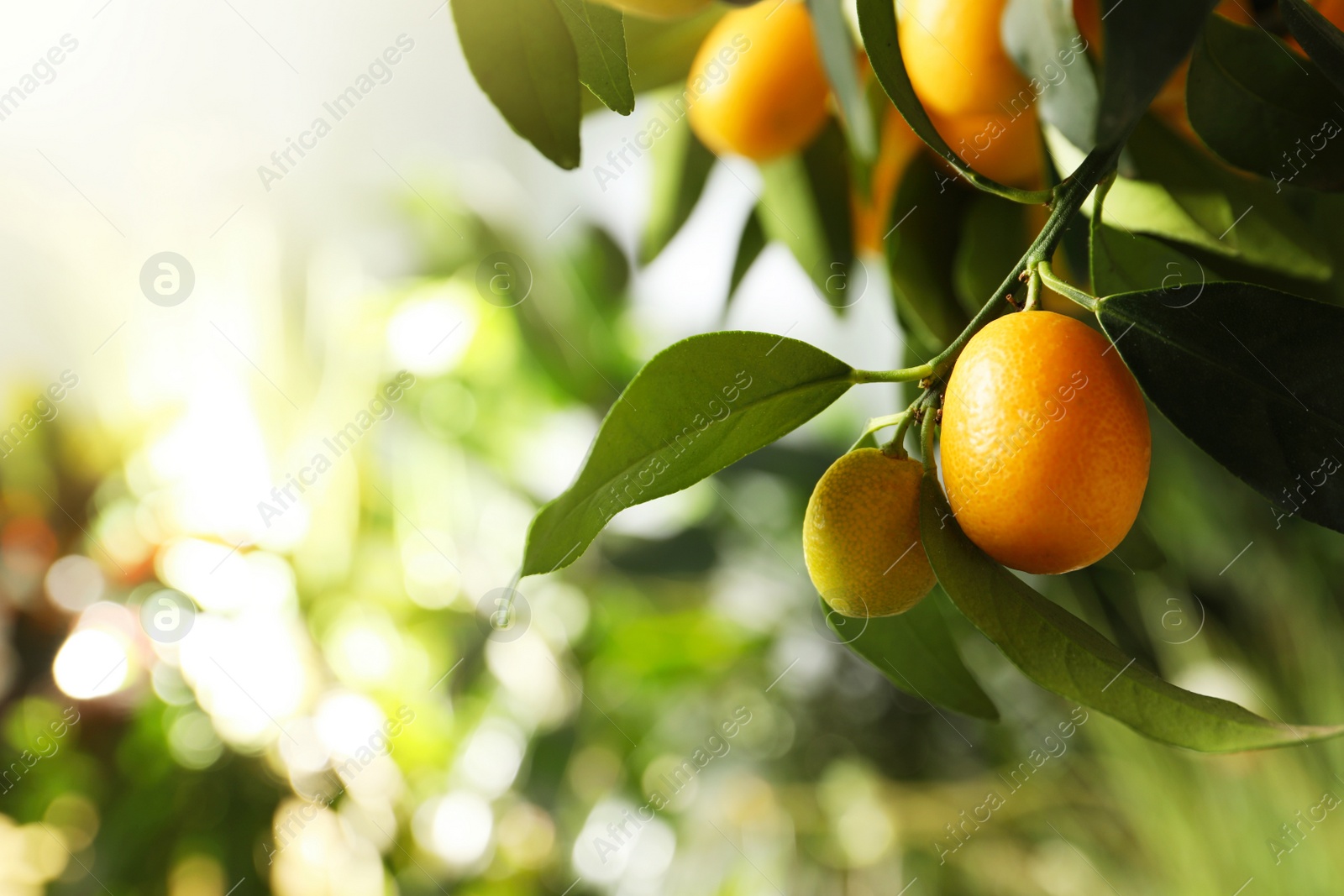 Photo of Kumquat tree with ripening fruits outdoors, closeup. Space for text