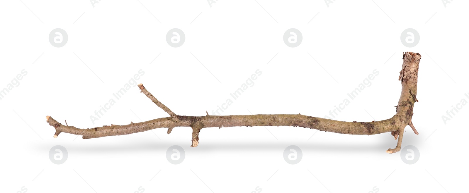 Photo of One dry tree branch isolated on white