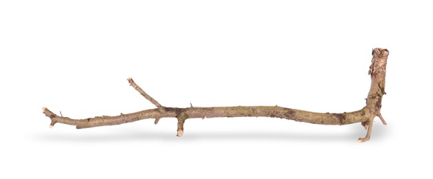 Photo of One dry tree branch isolated on white