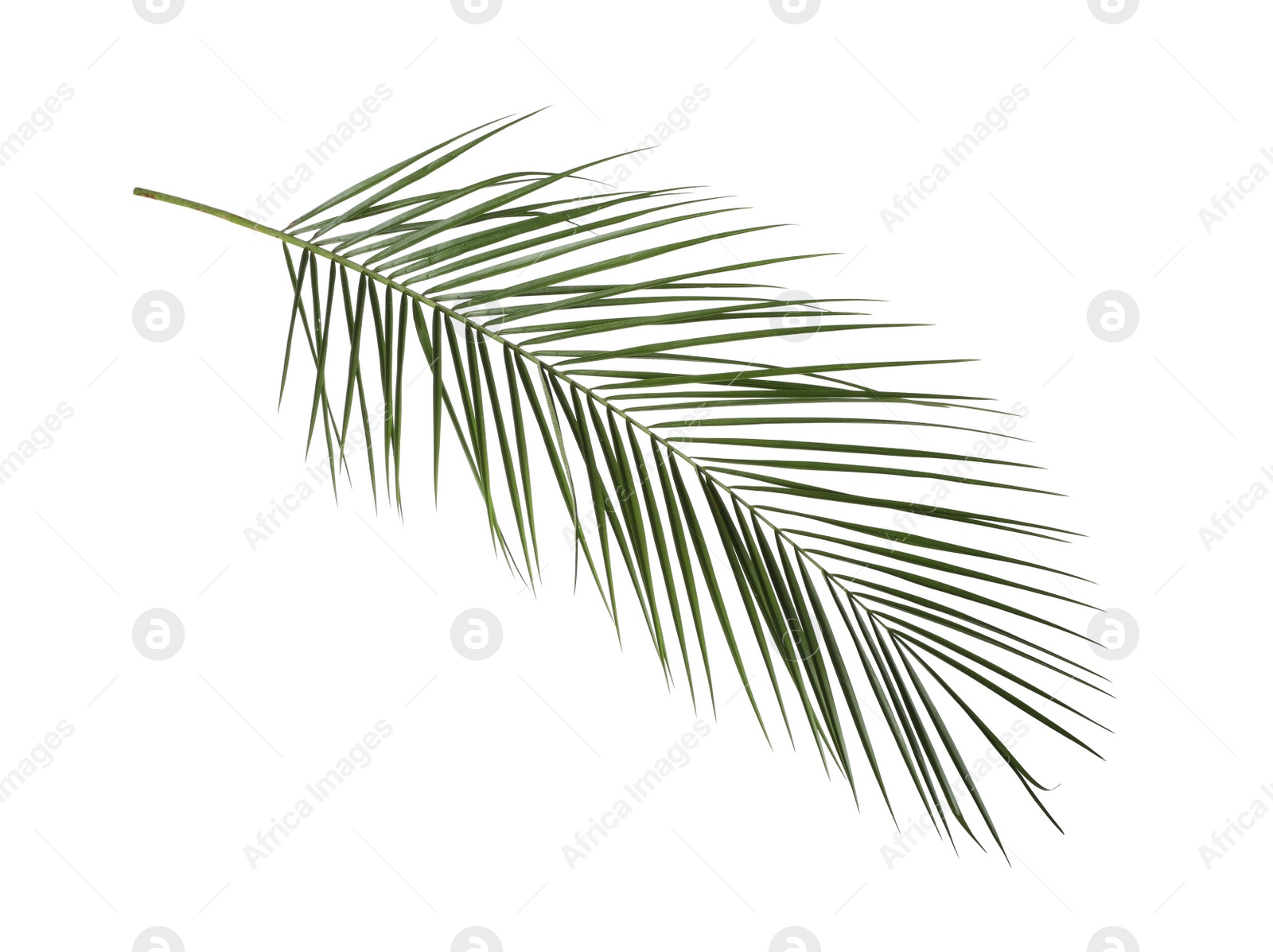 Photo of Leaf of tropical palm tree isolated on white