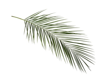 Leaf of tropical palm tree isolated on white