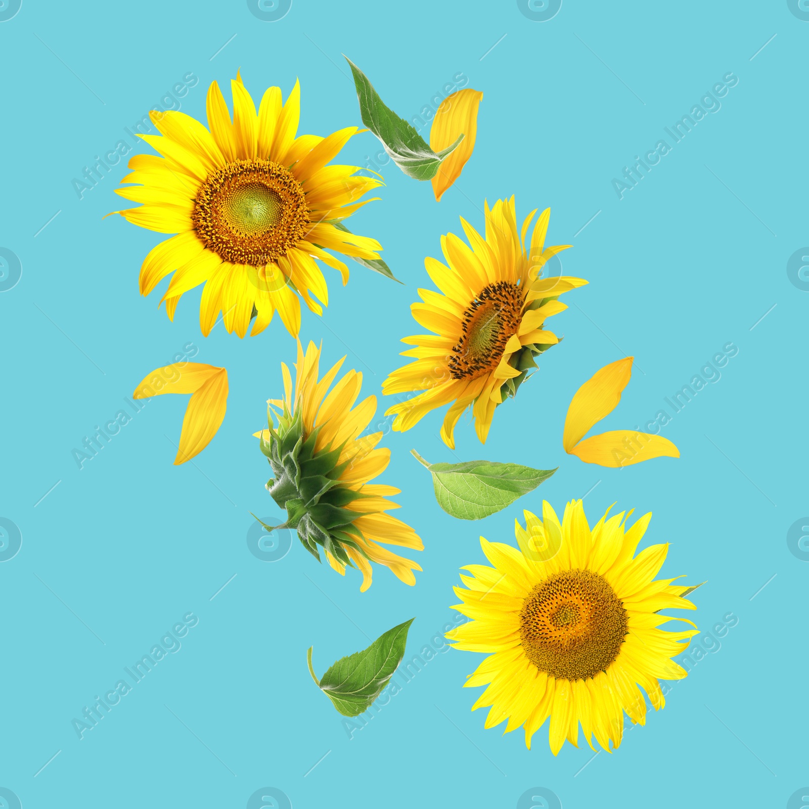 Image of Bright sunflowers in air on light blue background