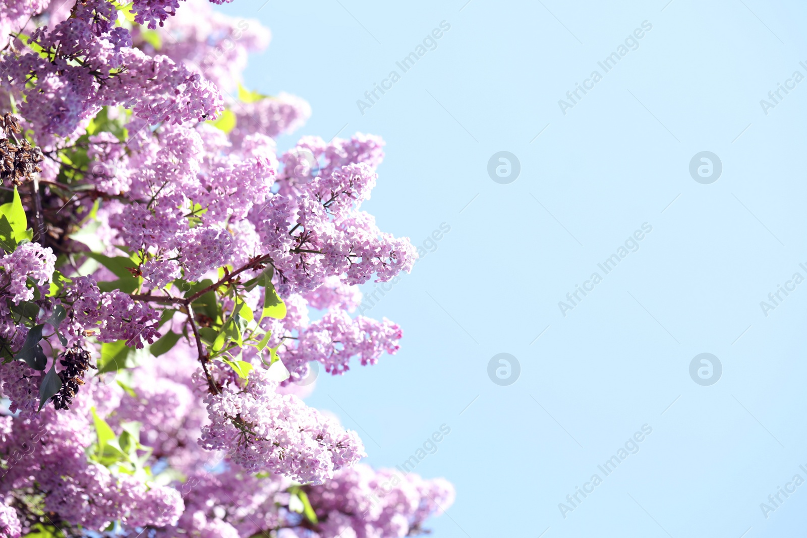 Photo of Closeup view of beautiful blooming lilac shrub outdoors